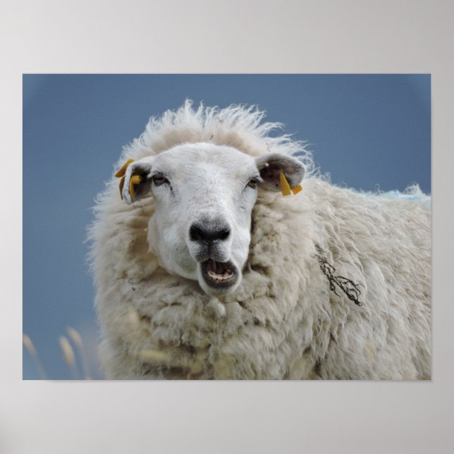 Poster roligten Mouton (Framsidan)