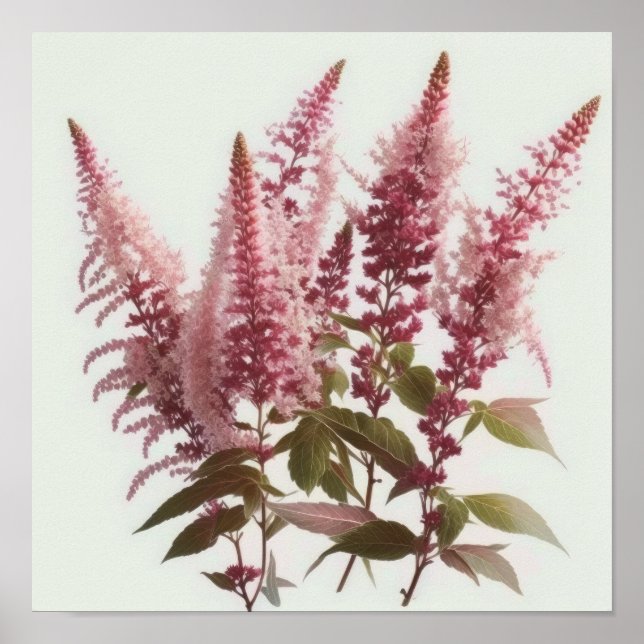 Poster rosa Astilbe Flower Art-utskrift (Framsidan)