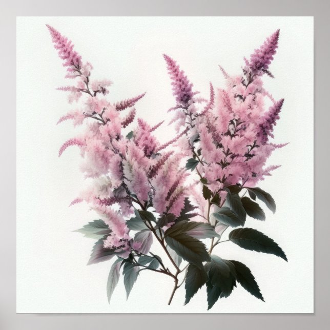 Poster rosa Astilbe Flower Art-utskrift (Framsidan)