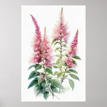 Poster rosa Astilbe Flower Art-utskrift