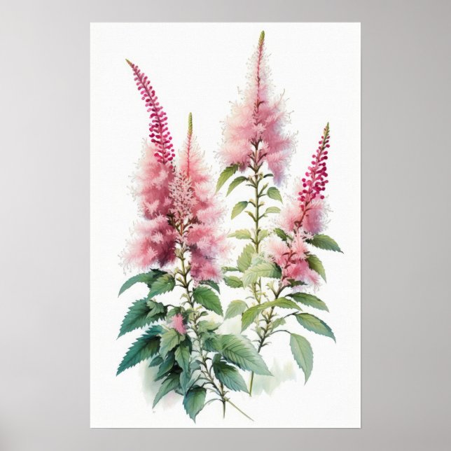 Poster rosa Astilbe Flower Art-utskrift (Framsidan)