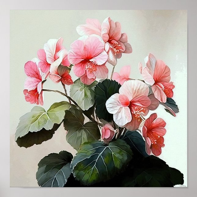 Poster rosa Begonias Flower Art-utskrift (Framsidan)