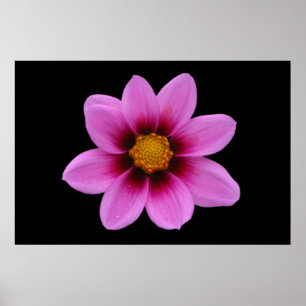 Poster rosa Blommigt