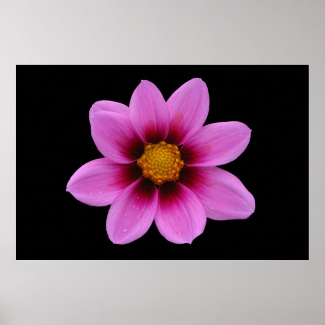 Poster rosa Blommigt (Framsidan)