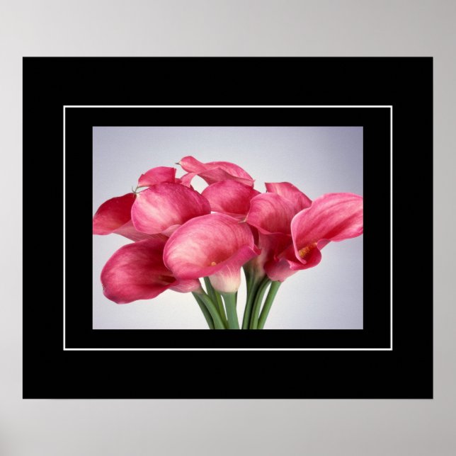 Poster-Rosa Calla Lilies Poster (Framsidan)