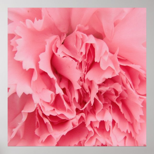 Poster Rosa Carnation Close Up (Framsidan)
