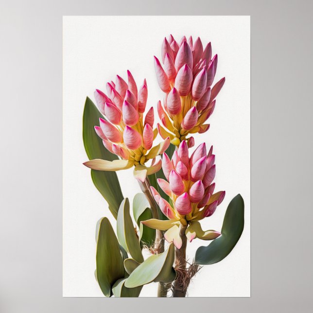Poster rosa Curcuma Flower Art-utskrift (Framsidan)