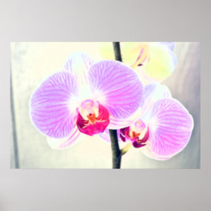 Poster Rosa Orchid