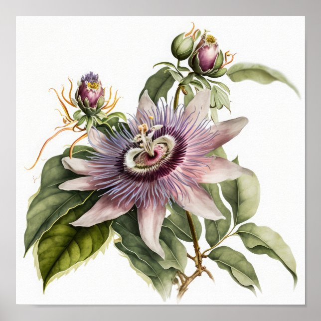 Poster rosa Passion Flower Art-utskrift (Framsidan)