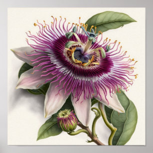 Poster rosa Passion Flower Art-utskrift