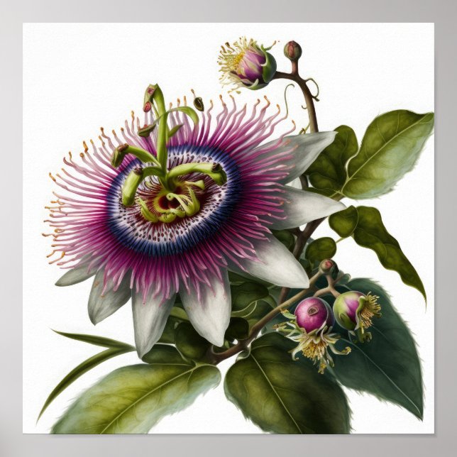 Poster rosa Passion Flower Art-utskrift (Framsidan)