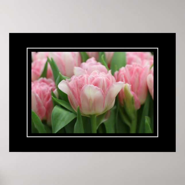 Poster Rosa Tulips (Framsidan)