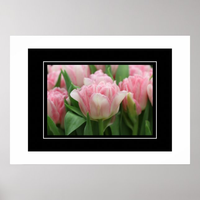 Poster Rosa Tulips (Framsidan)