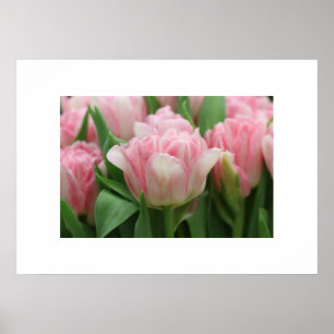 Poster Rosa Tulips