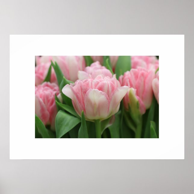 Poster Rosa Tulips (Framsidan)