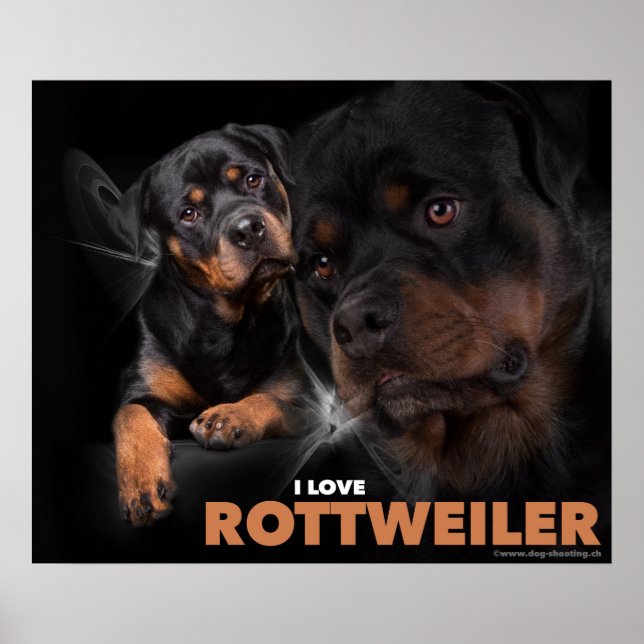 Poster Rottweiler (Framsidan)