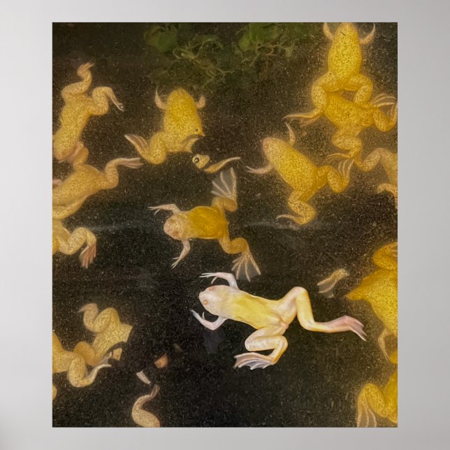 POSTER ryggsäcksgrodor av bild som simmar (Framsidan)