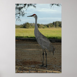 Poster/Sandhill Crane Poster