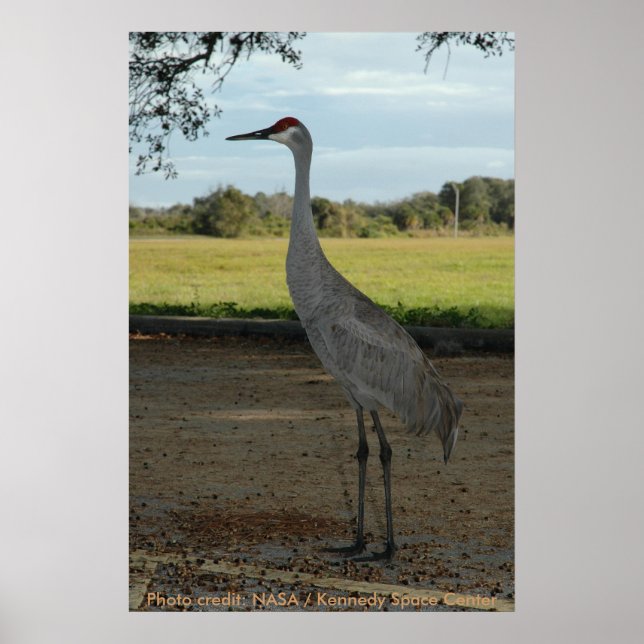 Poster/Sandhill Crane Poster (Framsidan)