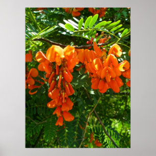 Poster Scarlet Wisteria (Sesbania punicea) OBX NC