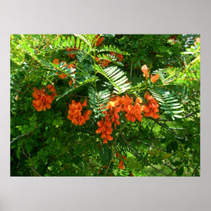 Poster Scarlet Wisteria (Sesbania punicea) OBX NC