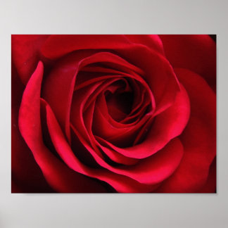 Poster scarlets projektionsyta