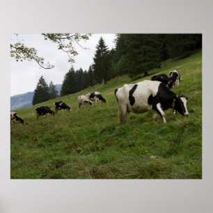 Poster schweizisk kon