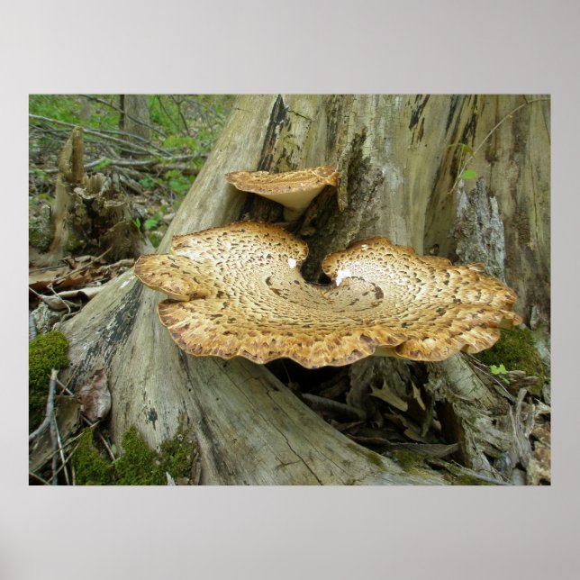 Poster Shelf Fungus på Träd-stump (Framsidan)