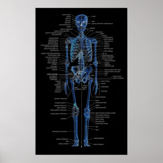poster skelett
