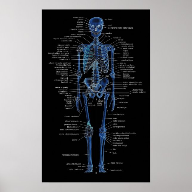 poster skelett (Framsidan)