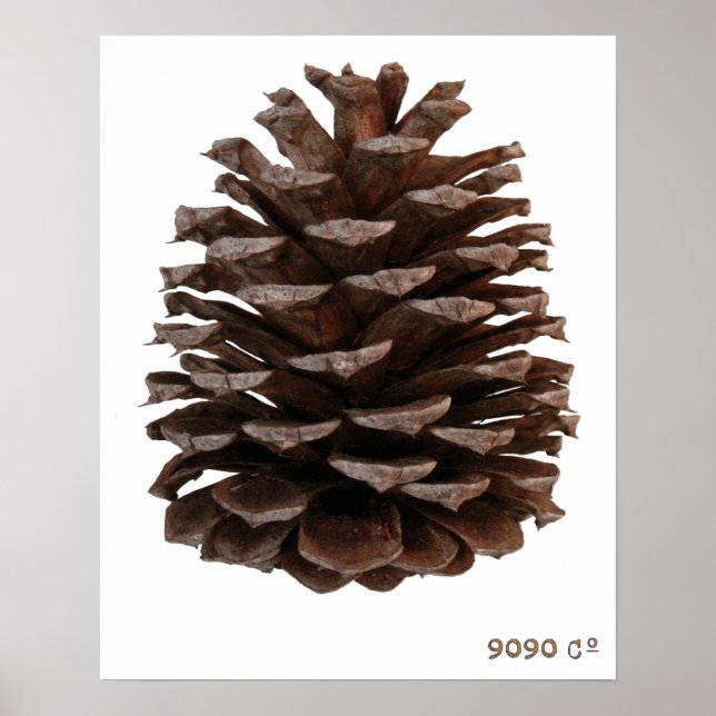 Poster skog (Framsidan)