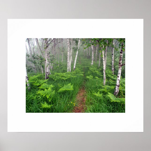 Poster skog (Framsidan)