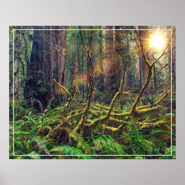 Poster-skog Poster (Framsidan)