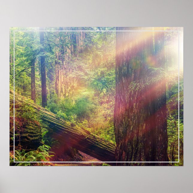 Poster-skog Poster (Framsidan)