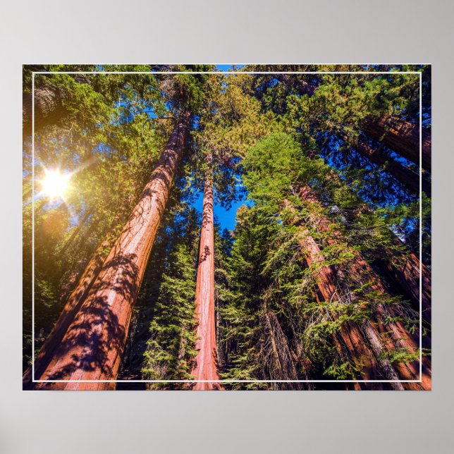 Poster-skog Poster (Framsidan)