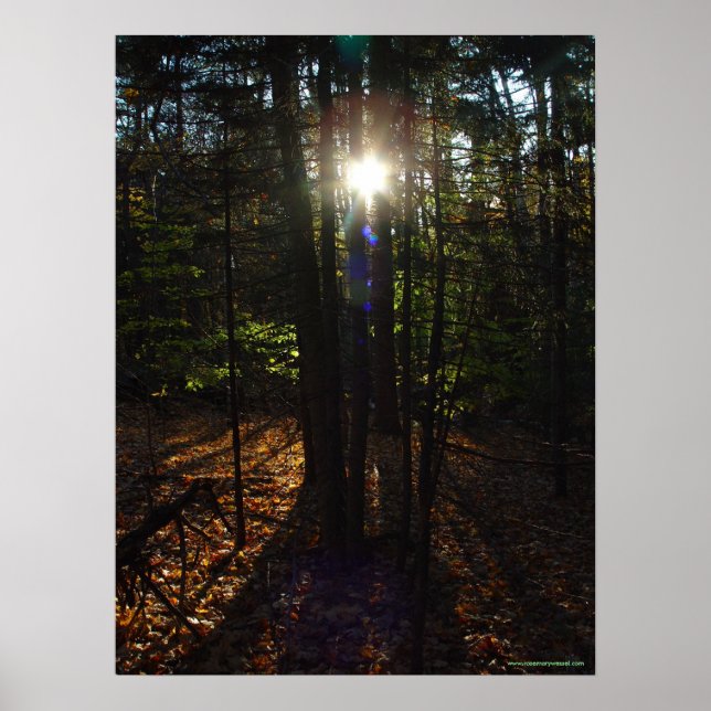 Poster skogsfilter (Framsidan)