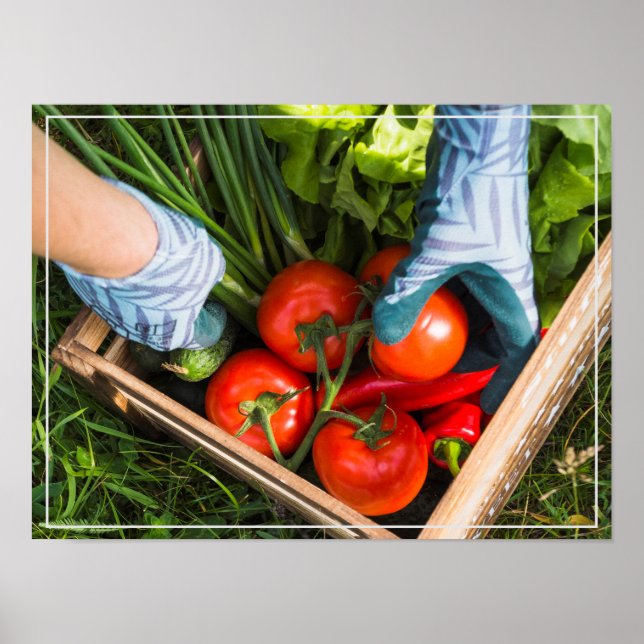 Poster-skörd Poster (Framsidan)