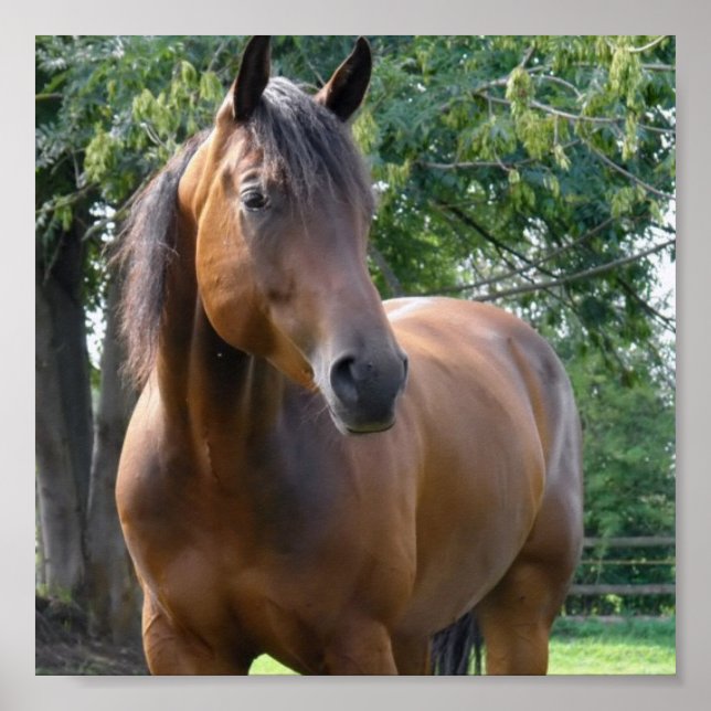 Poster Skriv ut Bay Thoroughavlade Horse (Framsidan)