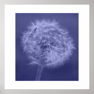 Poster/skriv ut blå Dandelion Poster