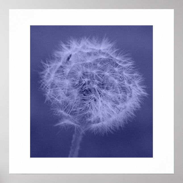 Poster/skriv ut blå Dandelion Poster (Framsidan)