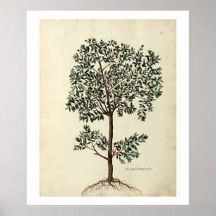 Poster Skriv ut botaniskt olive Träd