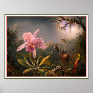 Poster/skriv ut: Cattleya Orchid och tre Hummingbi Poster