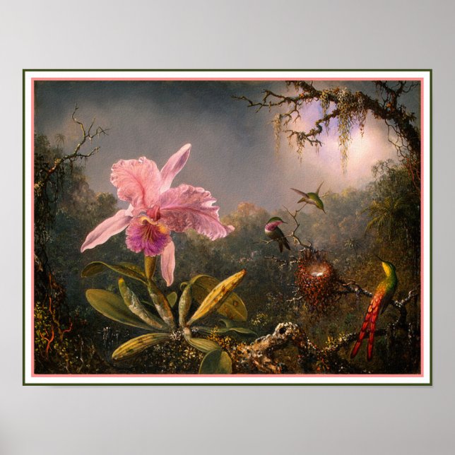Poster/skriv ut: Cattleya Orchid och tre Hummingbi Poster (Framsidan)