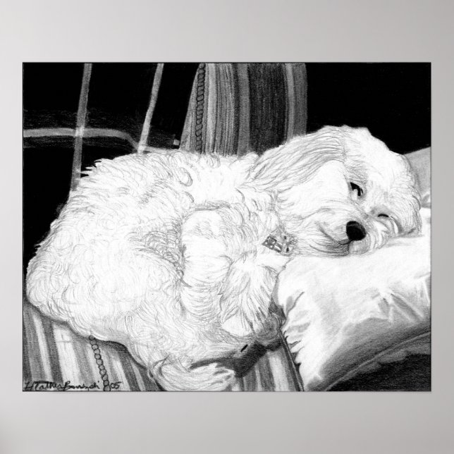 Poster Skriv ut Cockapoo Hund Porträtt (Framsidan)
