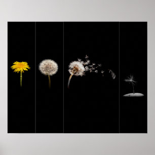 Poster/skriv ut dandelion Life Cycle Poster