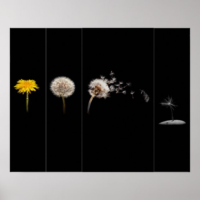 Poster/skriv ut dandelion Life Cycle Poster (Framsidan)