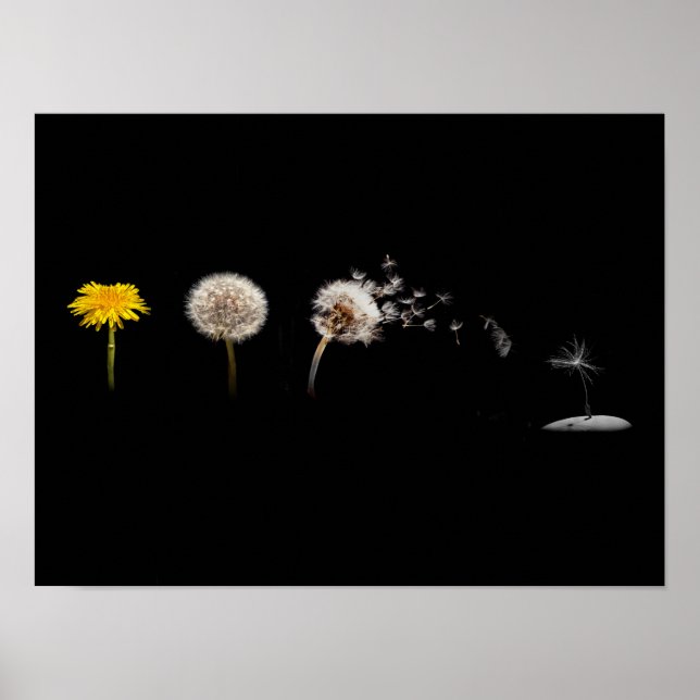 Poster/skriv ut dandelion Life Cycle Poster (Framsidan)