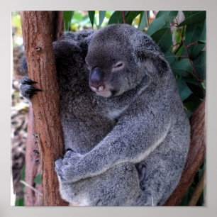 Poster Skriv ut i Koala-familjen