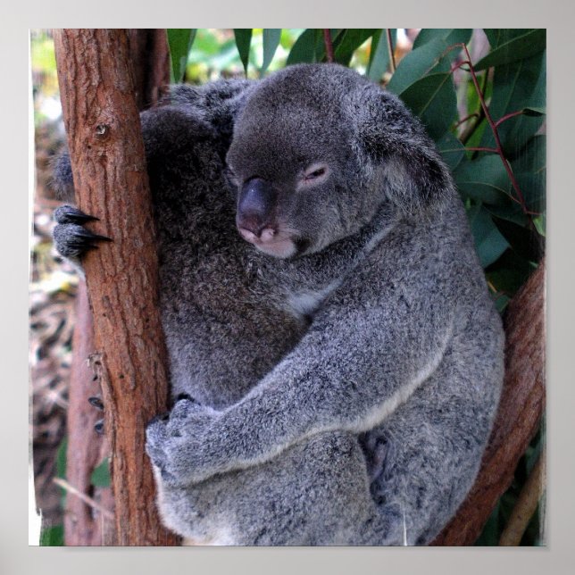 Poster Skriv ut i Koala-familjen (Framsidan)