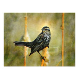 Poster Skriv ut i Limelight